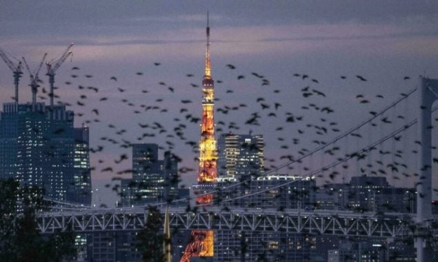 Japan eases border rules to allow business travellers, students