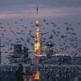 Japan eases border rules to allow business travellers, students