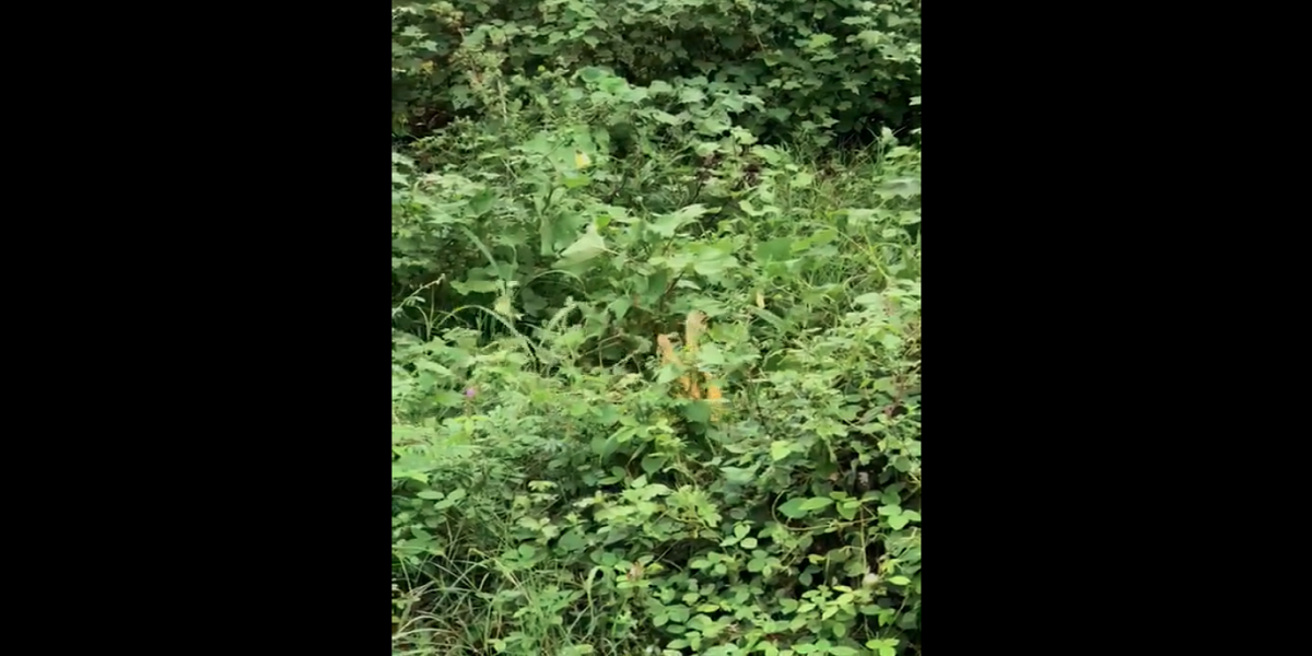 Watch video of two snakes dance in the rain on tip tip barsa pani