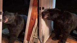 Bear close the front door on woman’s request goes viral