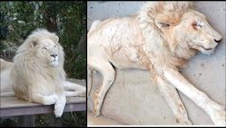 ‘Jawab Do,’ Tweeple mourn over white lion’s death at the Karachi Zoo