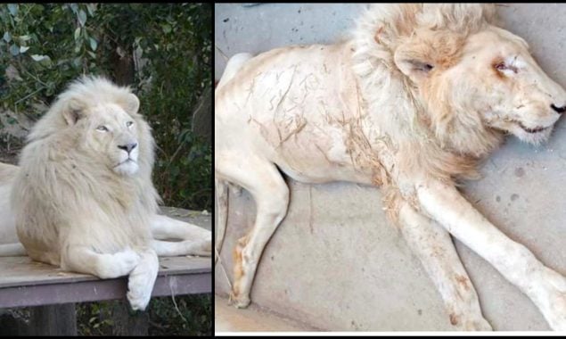 ‘Jawab Do,’ Tweeple mourn over white lion’s death at the Karachi Zoo