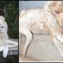 ‘Jawab Do,’ Tweeple mourn over white lion’s death at the Karachi Zoo