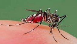 Dengue fever cases still on the rise in Pakistan