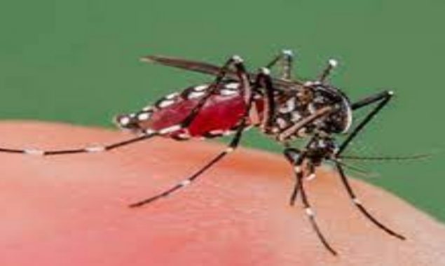Dengue fever cases still on the rise in Pakistan