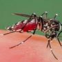 Dengue fever cases still on the rise in Pakistan