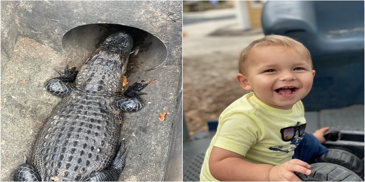 Spotted: Alligator by two years old kid in a sewer outside a restaurant