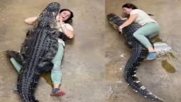 Watch: A huge alligator hugs its human friend gone viral