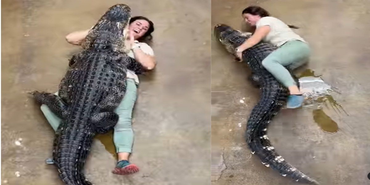 Watch: A huge alligator hugs its human friend gone viral