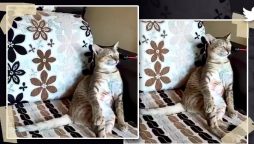 Watcha video: A cat enjoys classical music goes viral