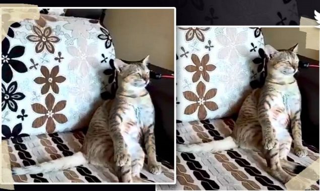 Watcha video: A cat enjoys classical music goes viral