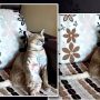 Watcha video: A cat enjoys classical music goes viral