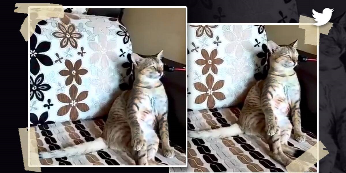 Watcha video: A cat enjoys classical music goes viral
