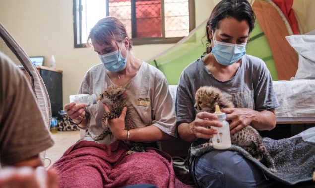 Cheetahs fast running to extinction as cub trade thrives