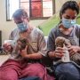 Cheetahs fast running to extinction as cub trade thrives