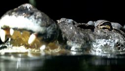Australian man, 60, uses pocket knife to fight off crocodile