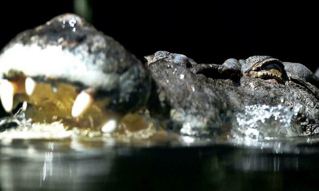 Australian man, 60, uses pocket knife to fight off crocodile