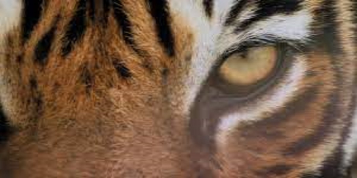 Watch: A brave kitten attack by 3 tigers in a hair-raising video