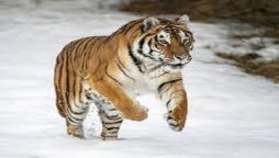 Watch: Tiger slowly cross the road in Khammam district