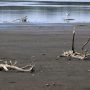 Countries must brace for future food ‘shocks’: FAO