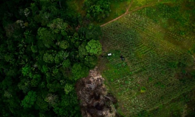 Indigenous lands block Brazil deforestation: study