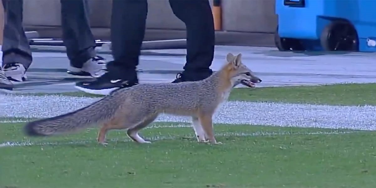 Fox stole the show during a football game in Arizona