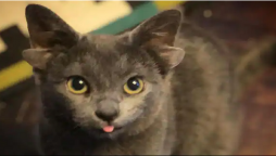 Forever Home is found for a kitten born with four ears