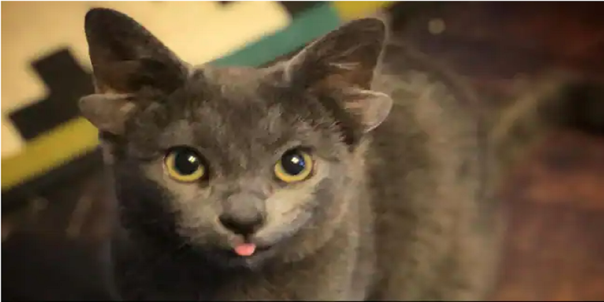 Forever Home is found for a kitten born with four ears