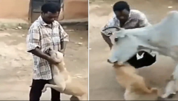 Man harassing a dog then suddenly a cow turns the tables on him