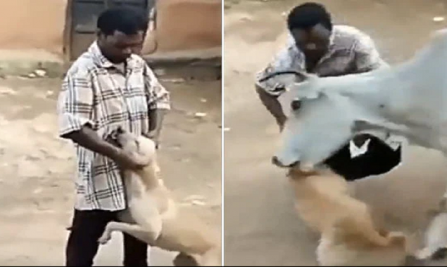 Man harassing a dog then suddenly a cow turns the tables on him