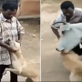 Man harassing a dog then suddenly a cow turns the tables on him