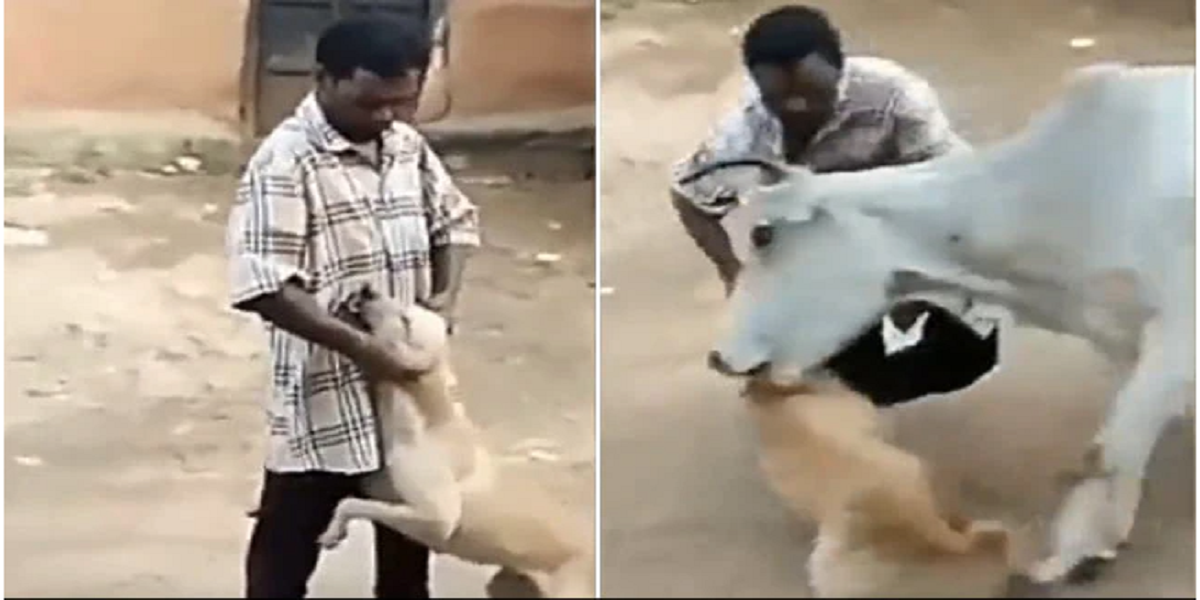 Man harassing a dog then suddenly a cow turns the tables on him