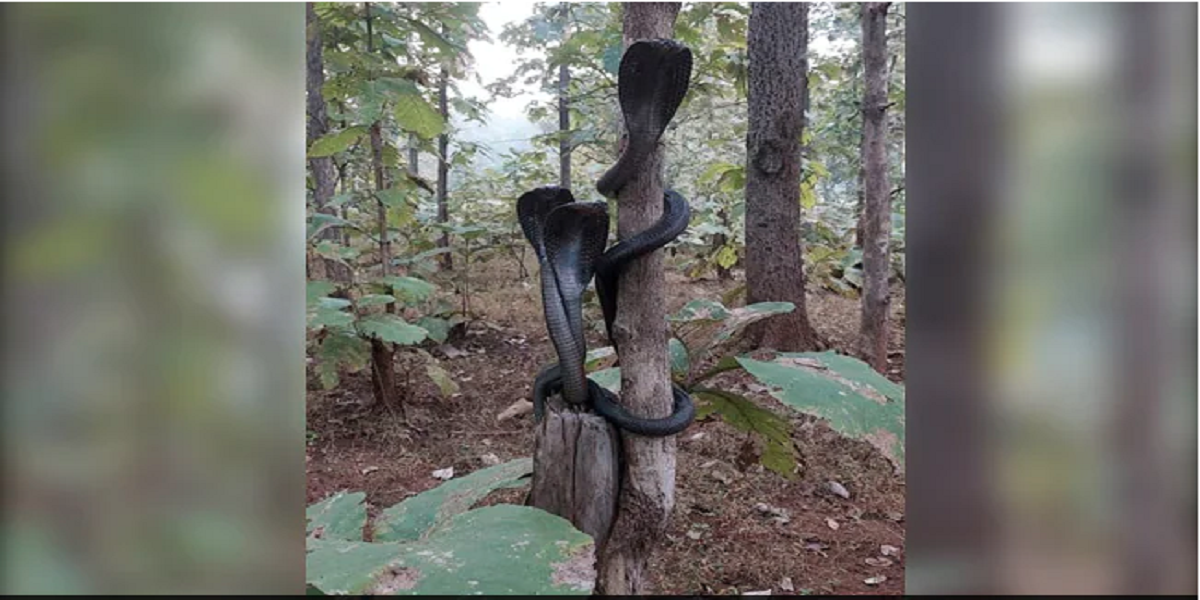 Pictures of Three Cobras in a Maharashtra Forest have Gone Viral