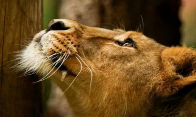 Watch video of a man rescued from African lion’s cage