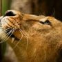 Watch video of a man rescued from African lion’s cage