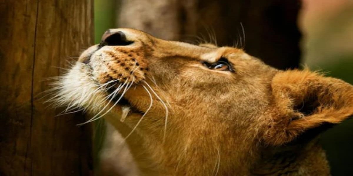 Hyderabad: A man rescued from African lion's cage in zoo