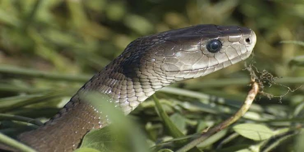 Poisonous snake rescued from a fishing net