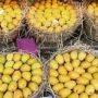 Pakistani mango exports to China increased more than 10 times