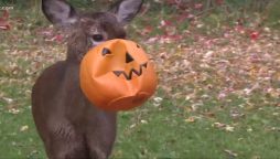 Spotted: A deer with a plastic pumpkin stuck to its face