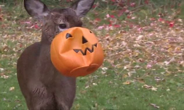 Spotted: A deer with a plastic pumpkin stuck to its face