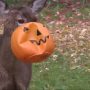 Michigan: Deer spotted with a plastic pumpkin stuck to its face