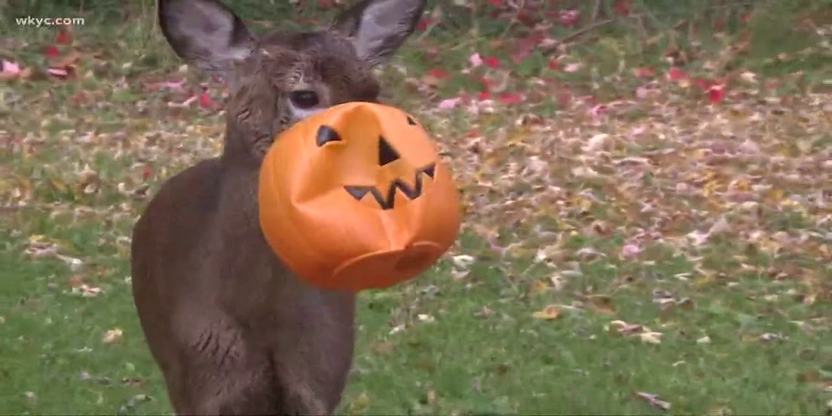 Spotted: A deer with a plastic pumpkin stuck to its face