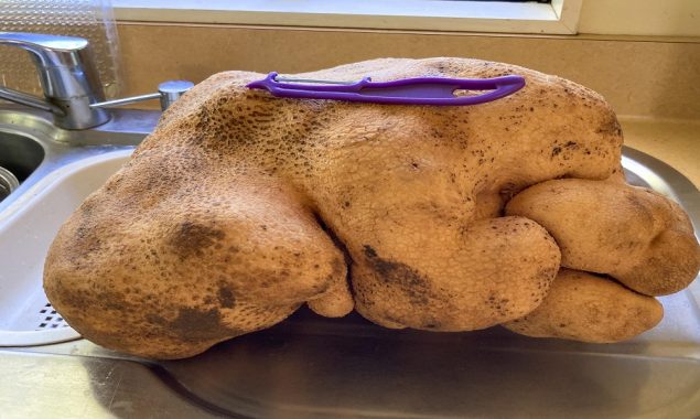 New Zealand: 17-pound potato was discovered in a 'feral' food patch