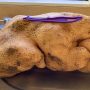 New Zealand: 17-pound potato was discovered in a ‘feral’ food patch