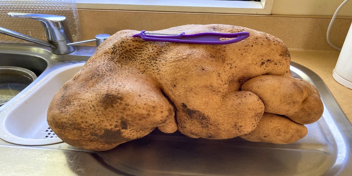 New Zealand: 17-pound potato was discovered in a 'feral' food patch