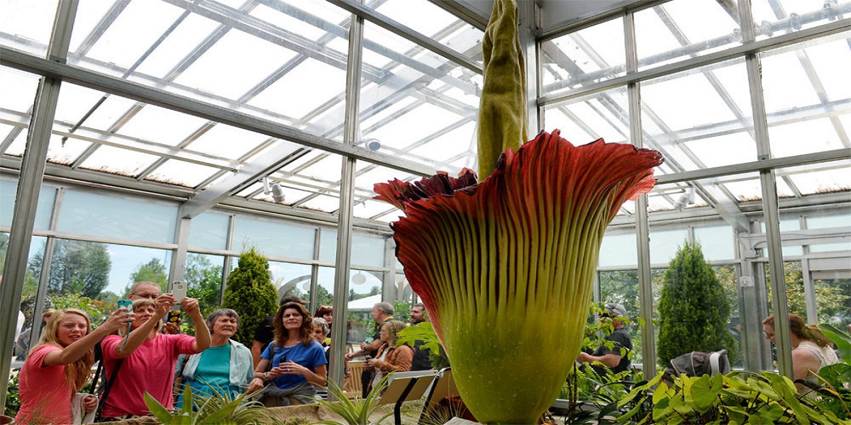 Rare penis plant blossoms in Europe