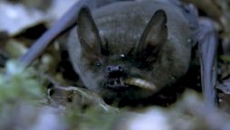New Zealand: Long-tailed bat wins the contest of Bird of the Year