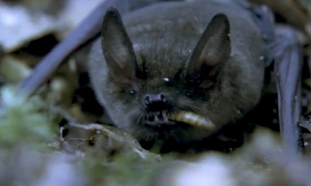 New Zealand: Long-tailed bat wins the contest of Bird of the Year