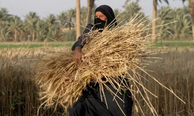 Water scarcity cost Iraq two million tonnes of wheat: minister