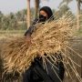 Water scarcity cost Iraq two million tonnes of wheat: minister